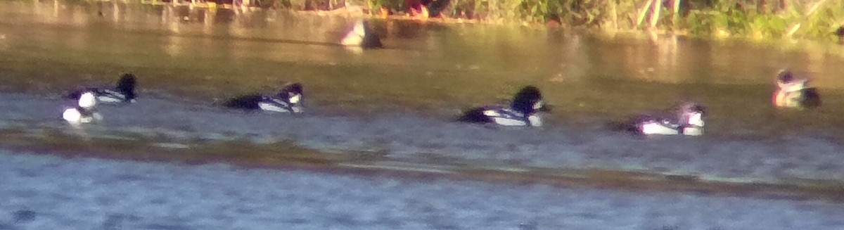 キタホオジロガモ - ML646328942