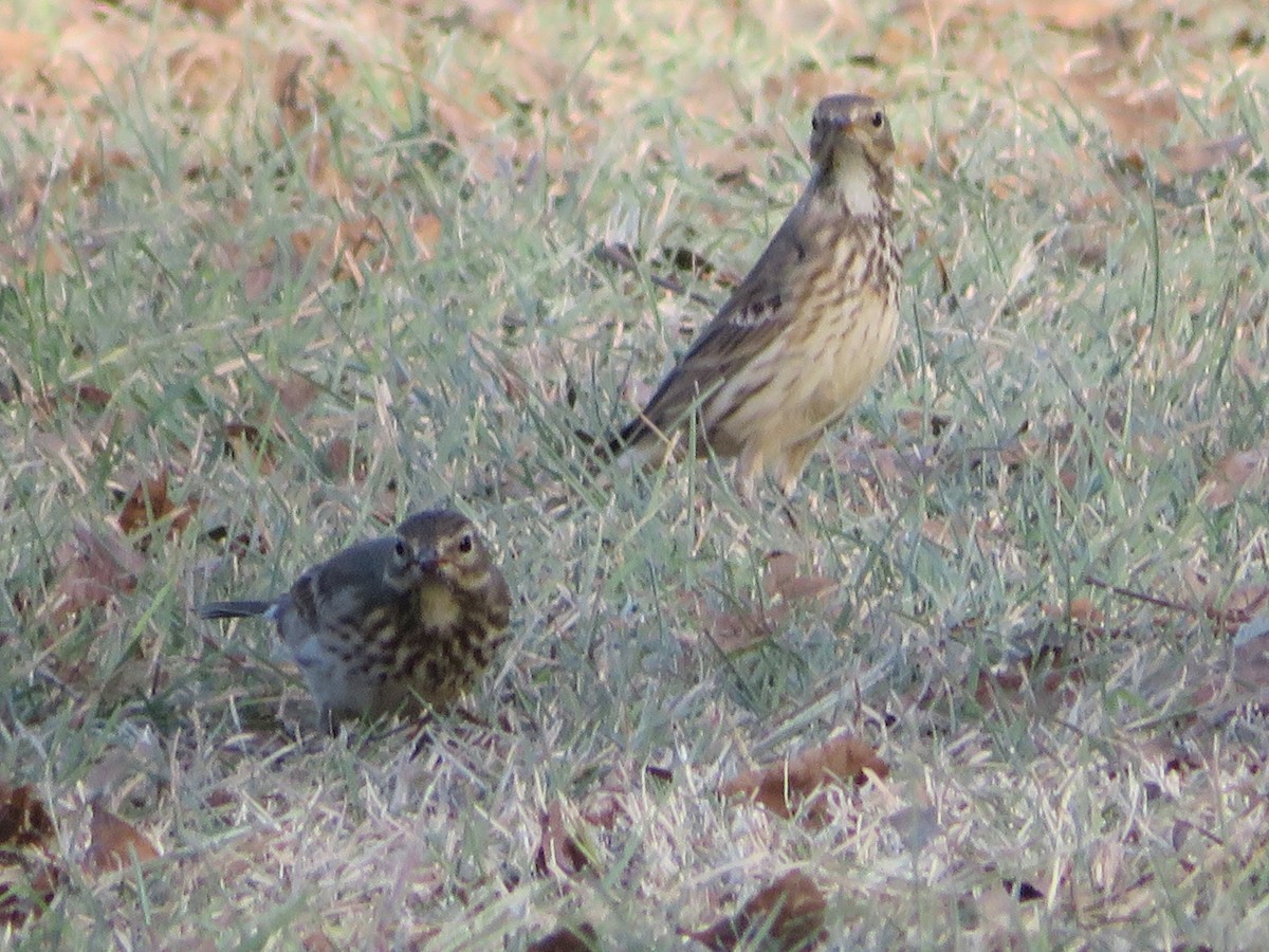 Txirta amerikarra - ML646328946