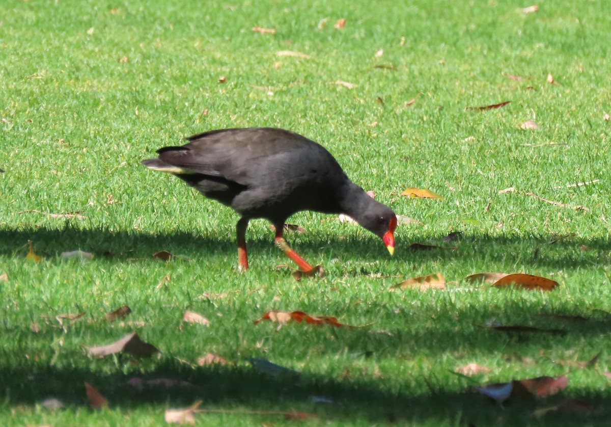 Dusky Moorhen - ML646328947