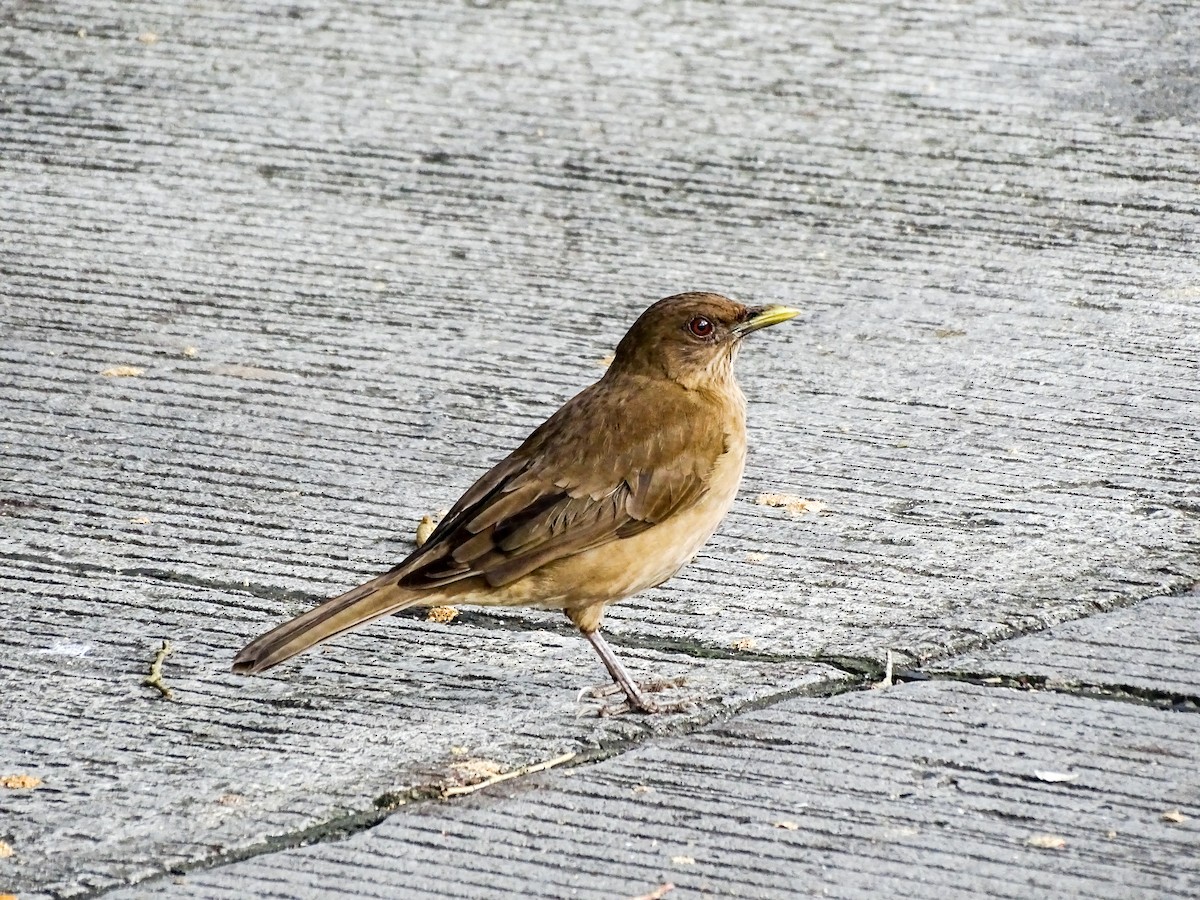 Clay-colored Thrush - ML646328948