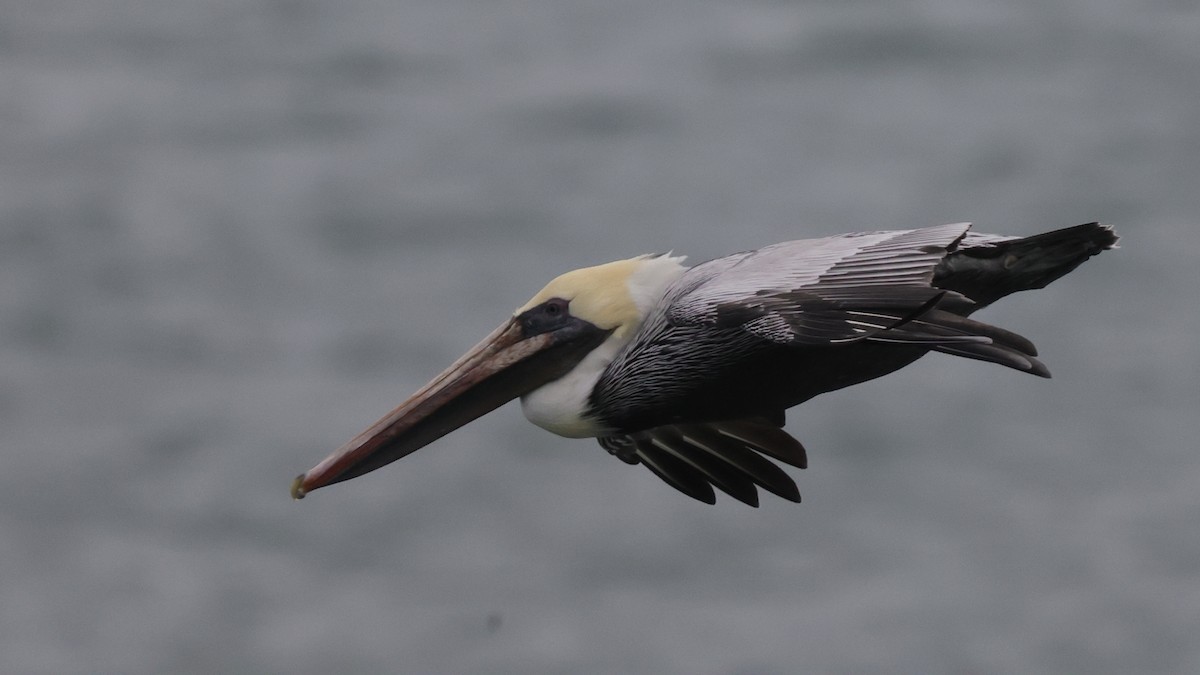 Pelikano arrea - ML646328949