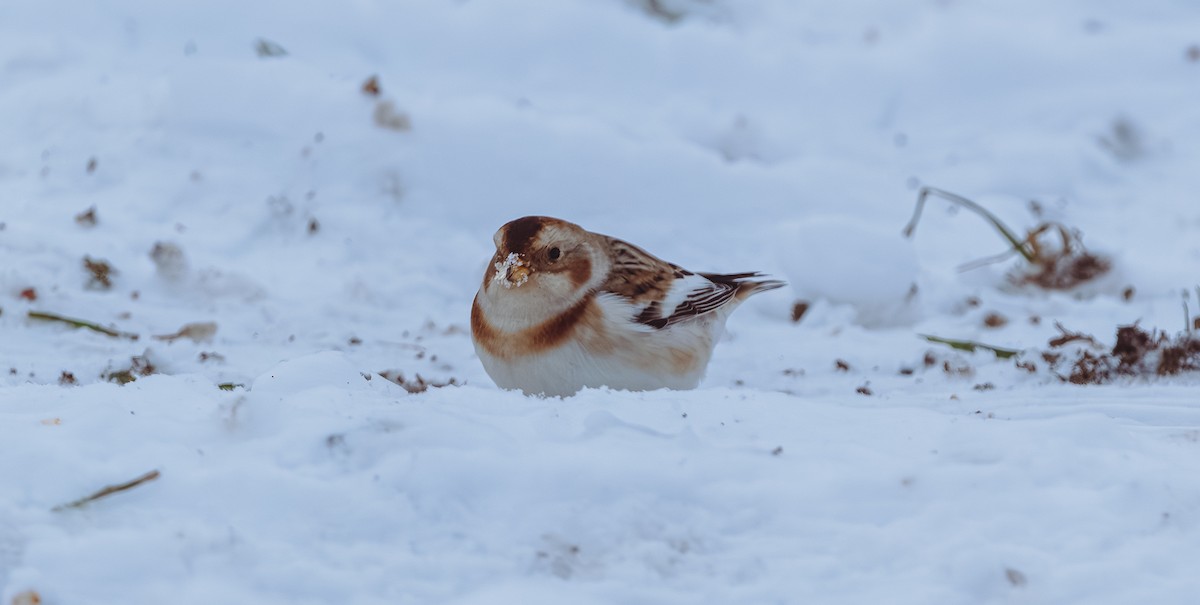 Elur-berdantza - ML646328950