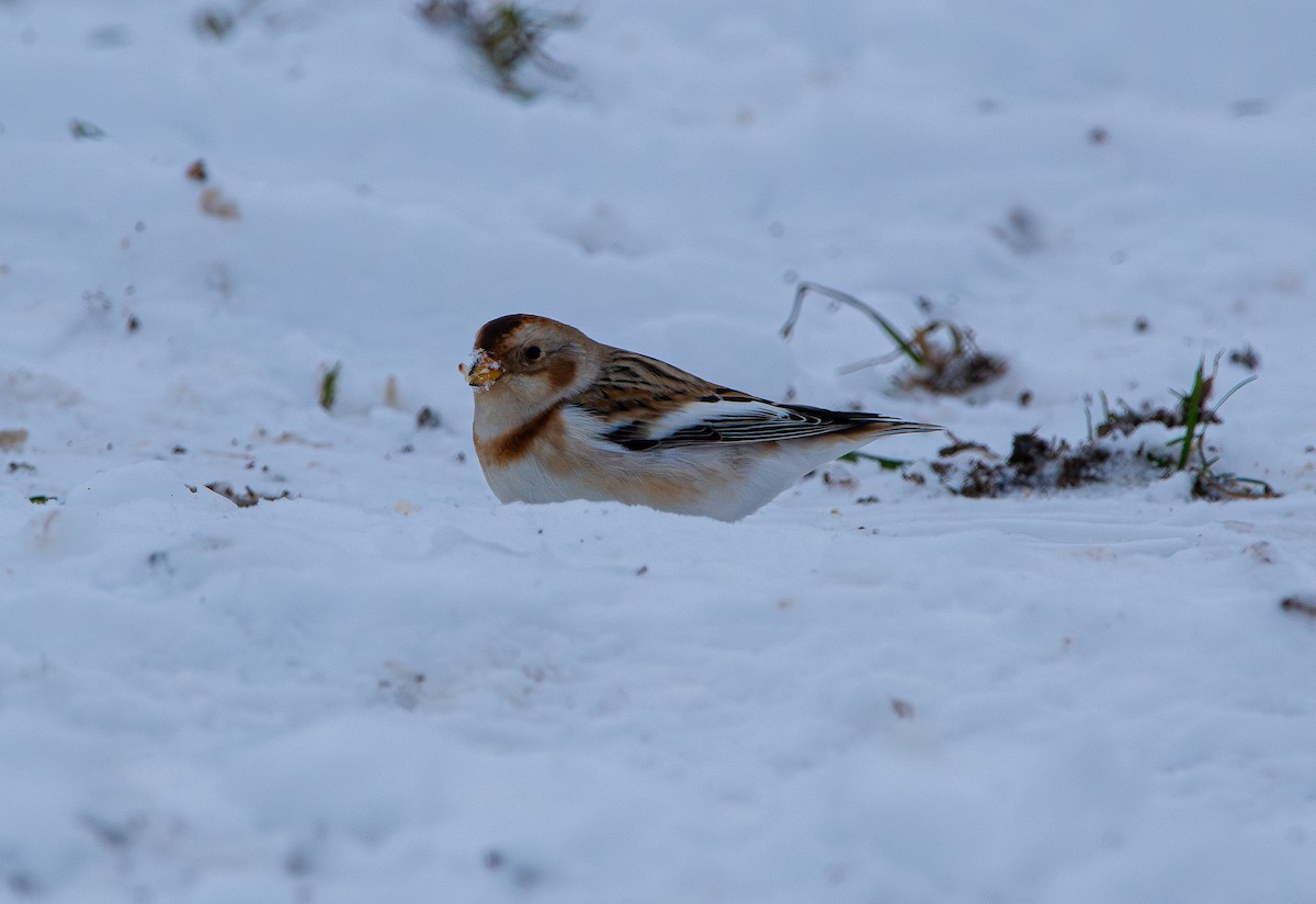 Elur-berdantza - ML646328951