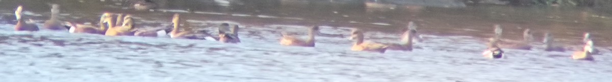 Ahate txistulari amerikarra - ML646328952