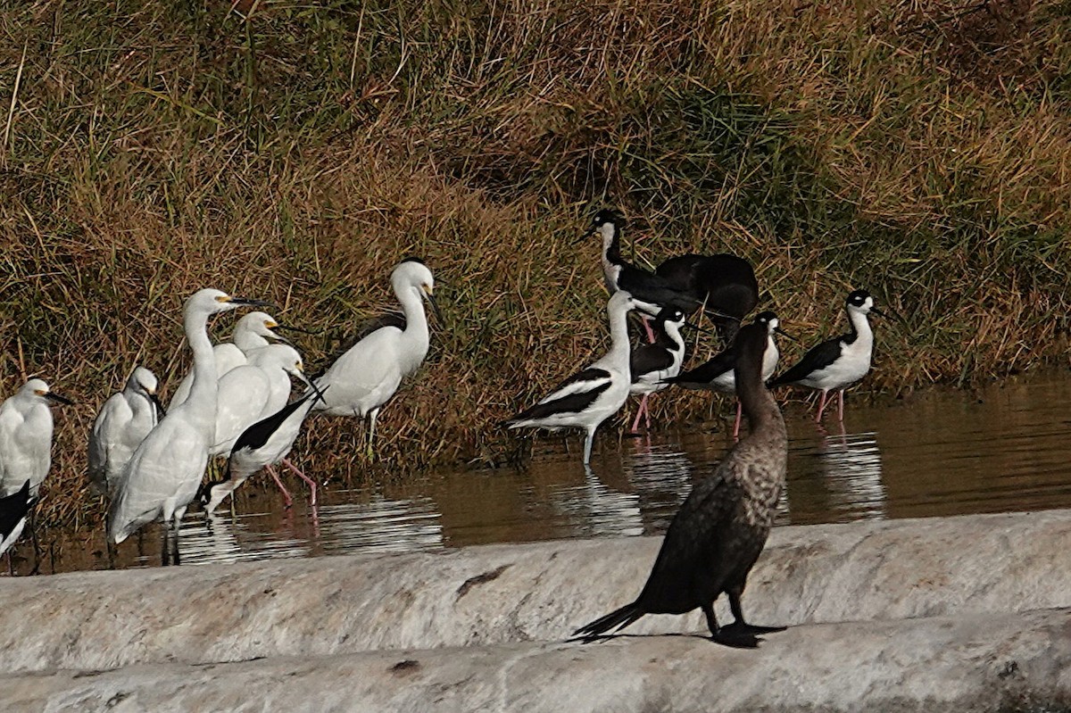 Zankaluze kaskabeltza - ML646328953