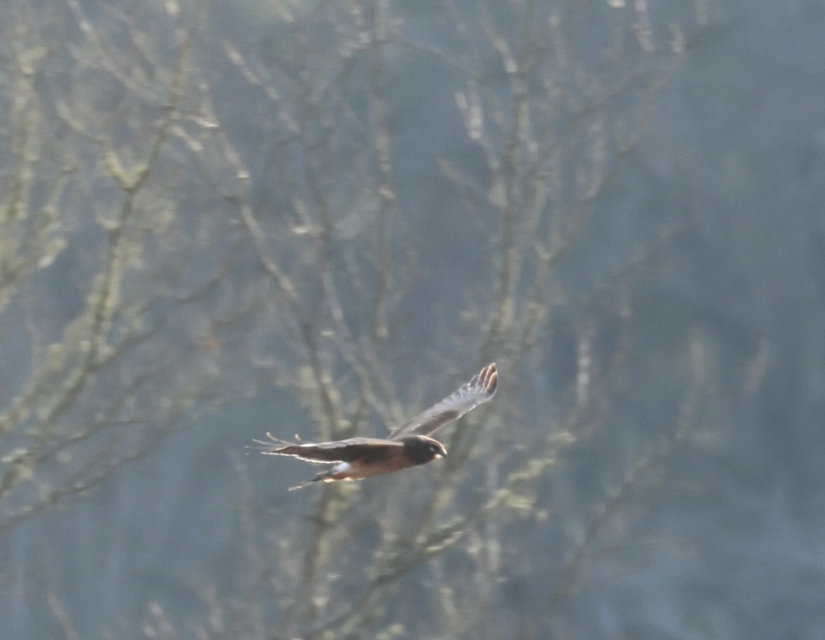 Mirotz zuri iparramerikarra - ML646328954