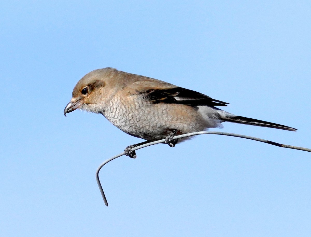 Antzandobi boreala - ML646328955