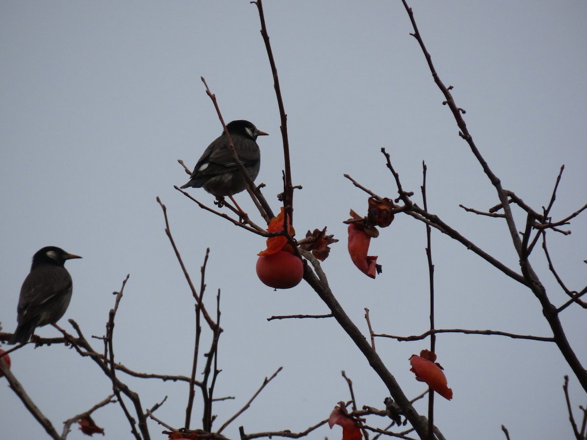 sotstær - ML646328956