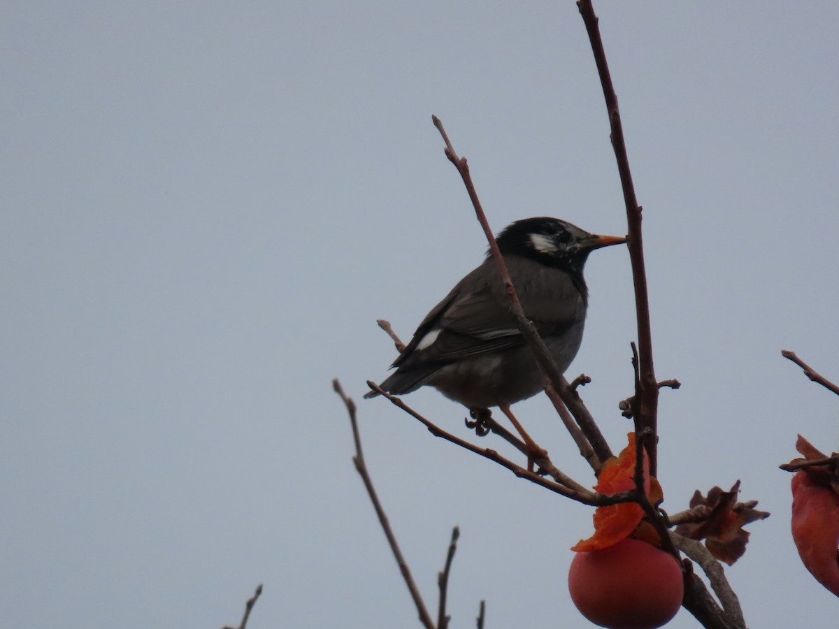 sotstær - ML646328957