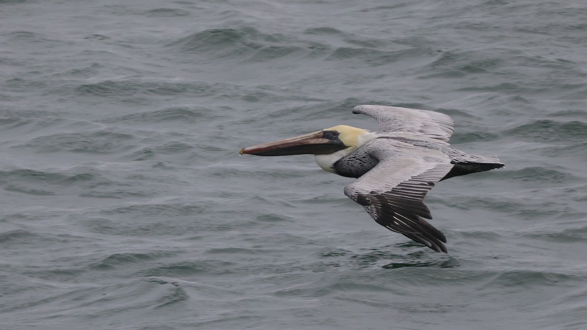 Pelikano arrea - ML646328959