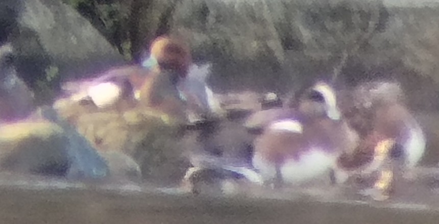 Ahate txistulari eurasiarra - ML646328960