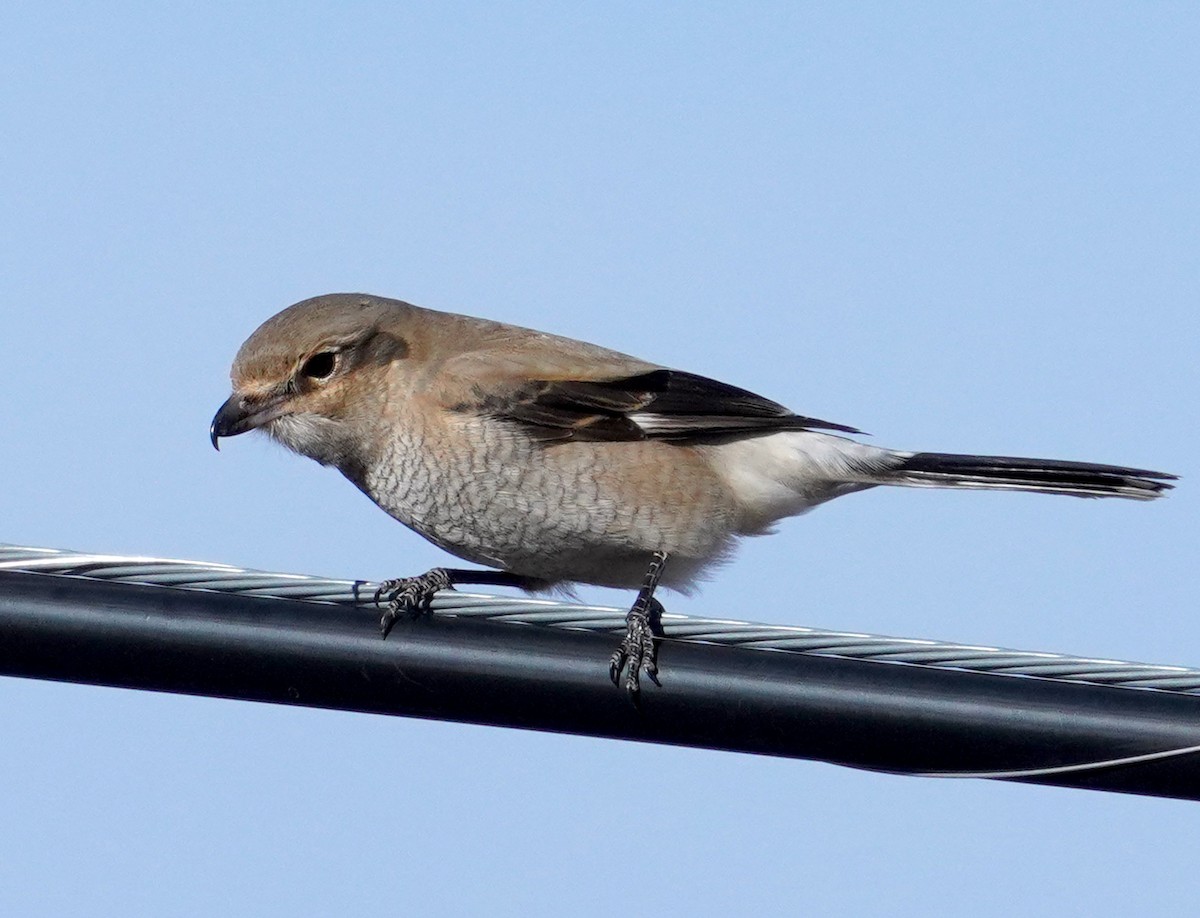 Antzandobi boreala - ML646328962