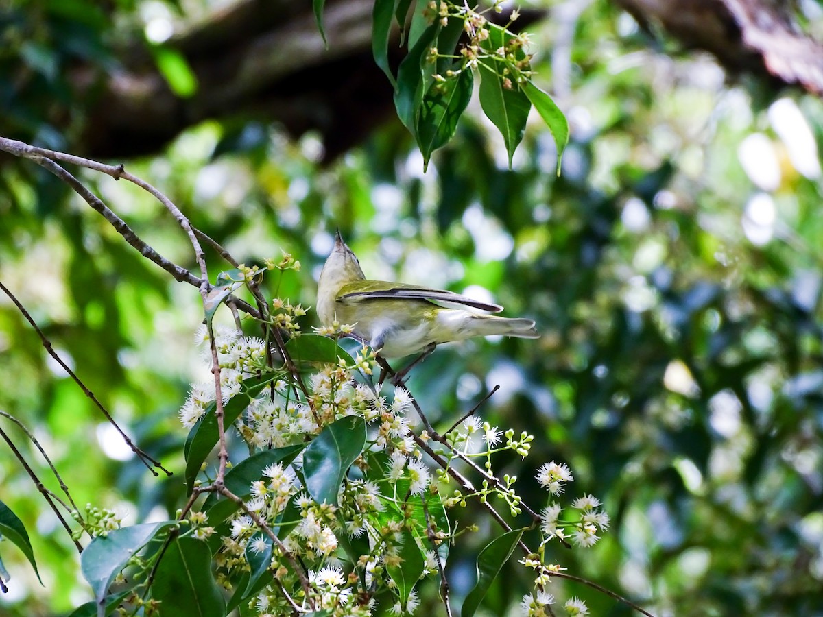 Tennessee Warbler - ML646328963