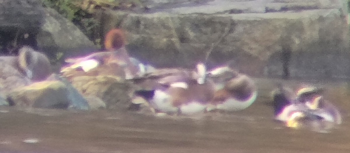 Ahate txistulari eurasiarra - ML646328964