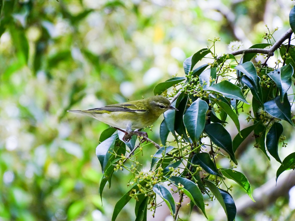 Tennessee Warbler - ML646328965