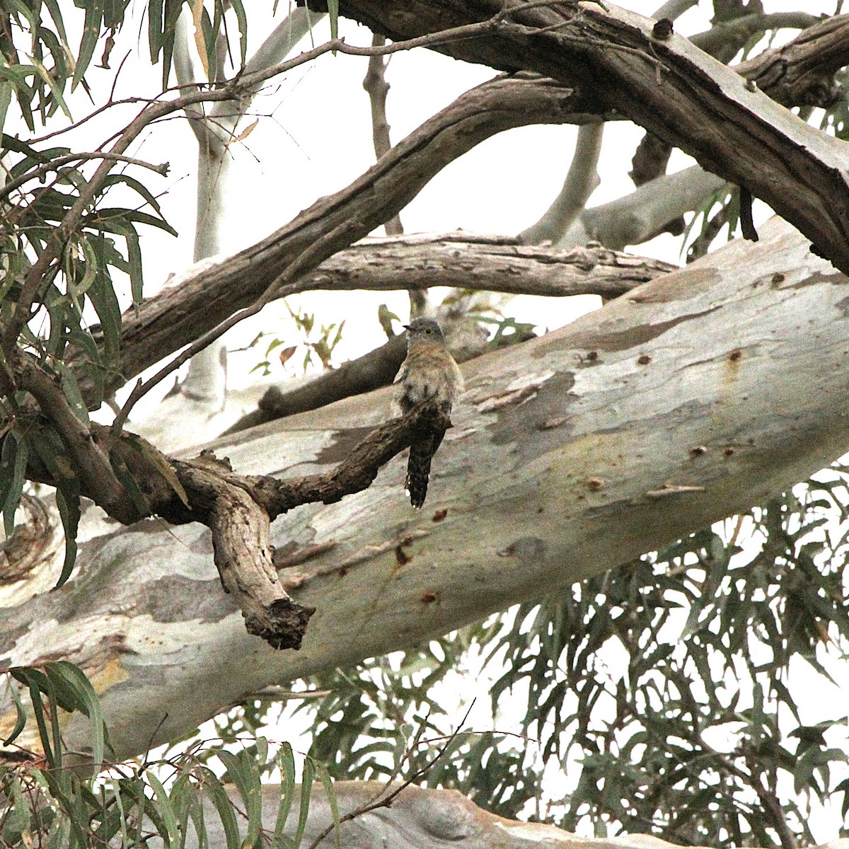 Fan-tailed Cuckoo - ML646328966