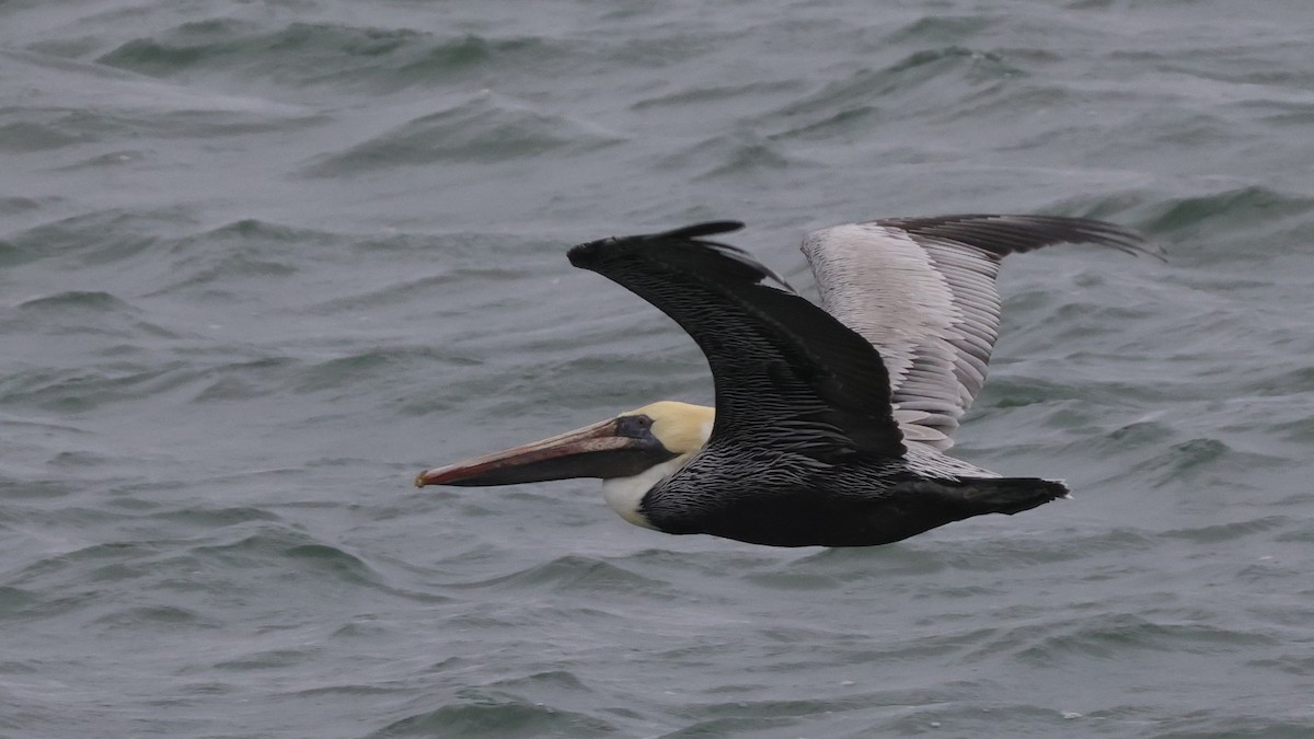 Pelikano arrea - ML646328968