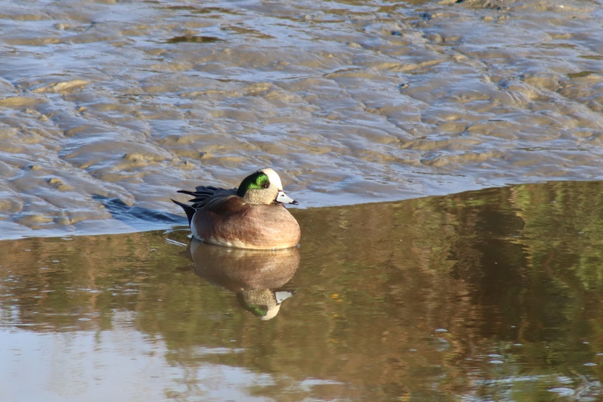 Ahate txistulari amerikarra - ML646328969