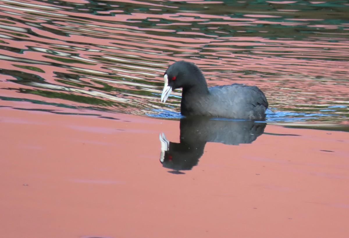 Kopetazuri arrunta - ML646328970