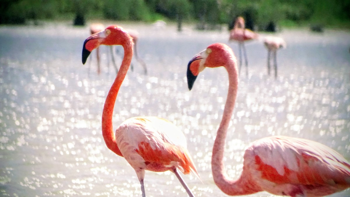 Flamenko gorria - ML646328971