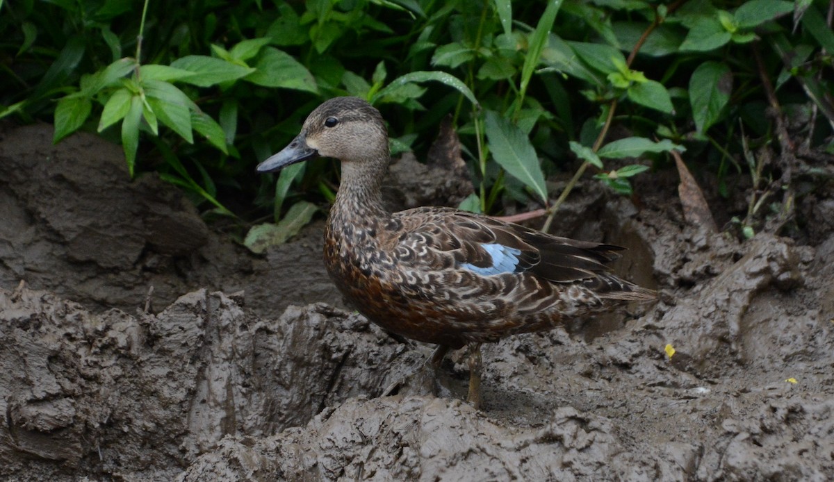 Zertzeta hegalurdina - ML646328972