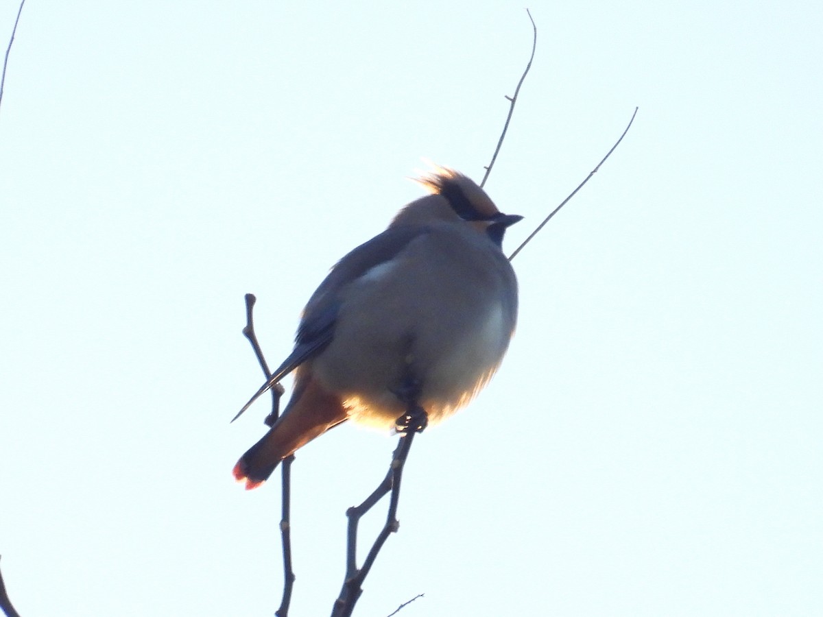Buztanori japoniarra - ML646328973
