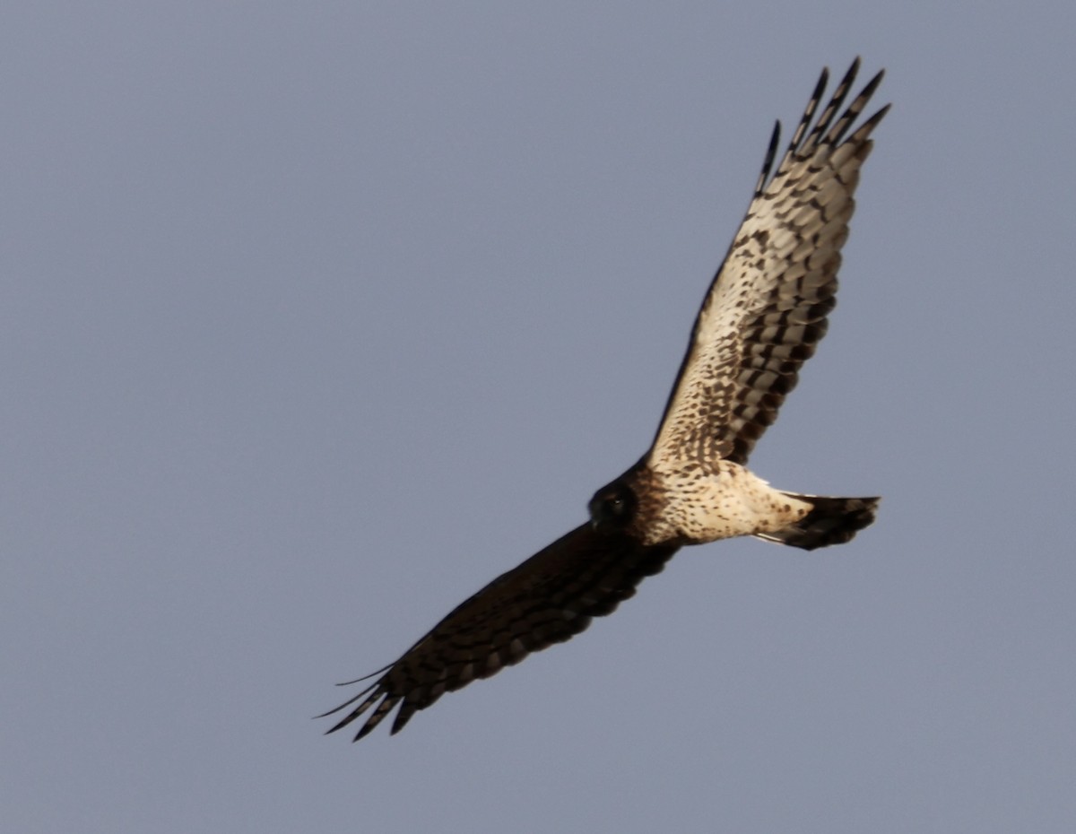 Mirotz zuri iparramerikarra - ML646328974