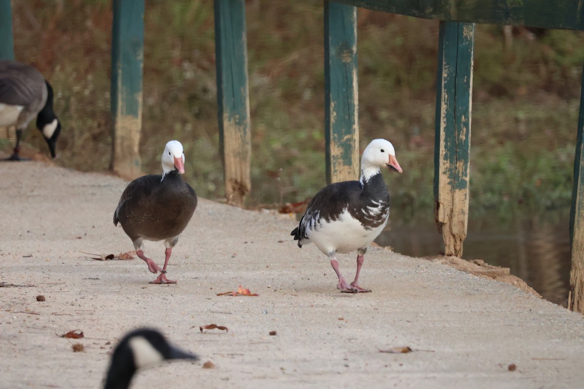 ハクガン - ML646328975