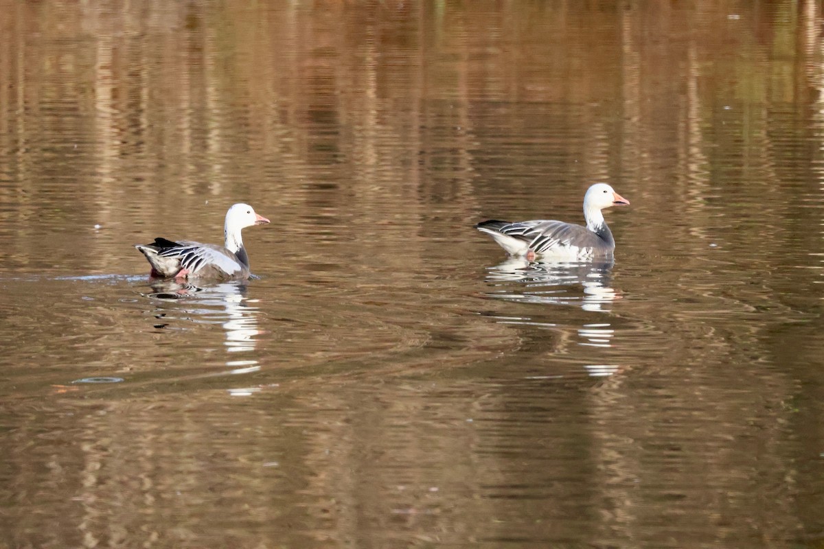 ハクガン - ML646328976