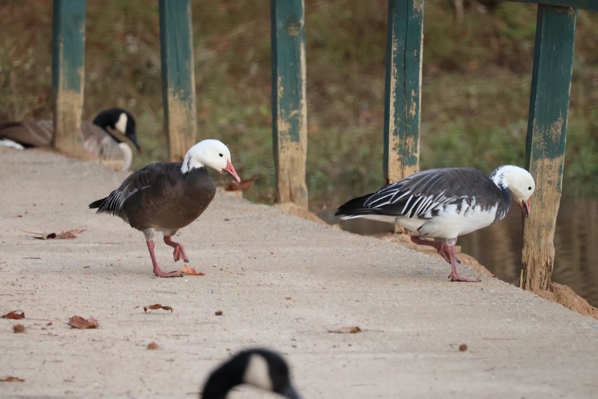 ハクガン - ML646328977