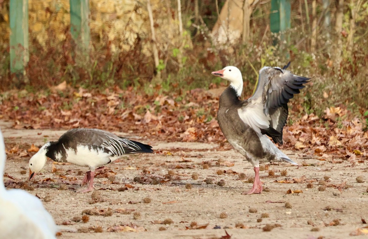 ハクガン - ML646328978