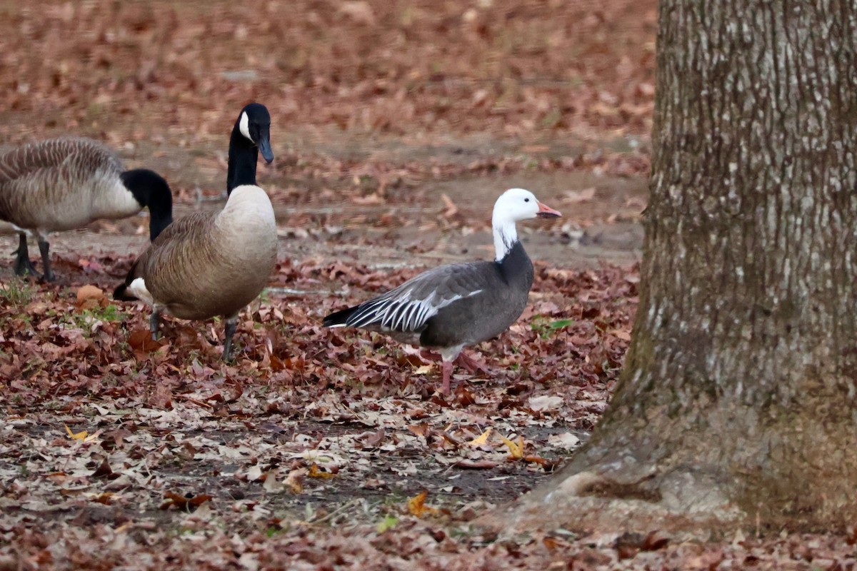 ハクガン - ML646328979