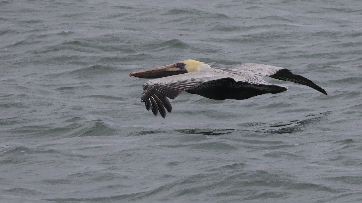 Pelikano arrea - ML646328980