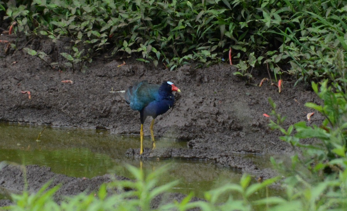 Uroilo urdin amerikarra - ML646328981