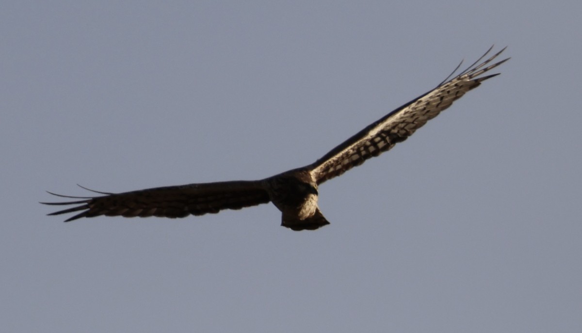 Mirotz zuri iparramerikarra - ML646328982