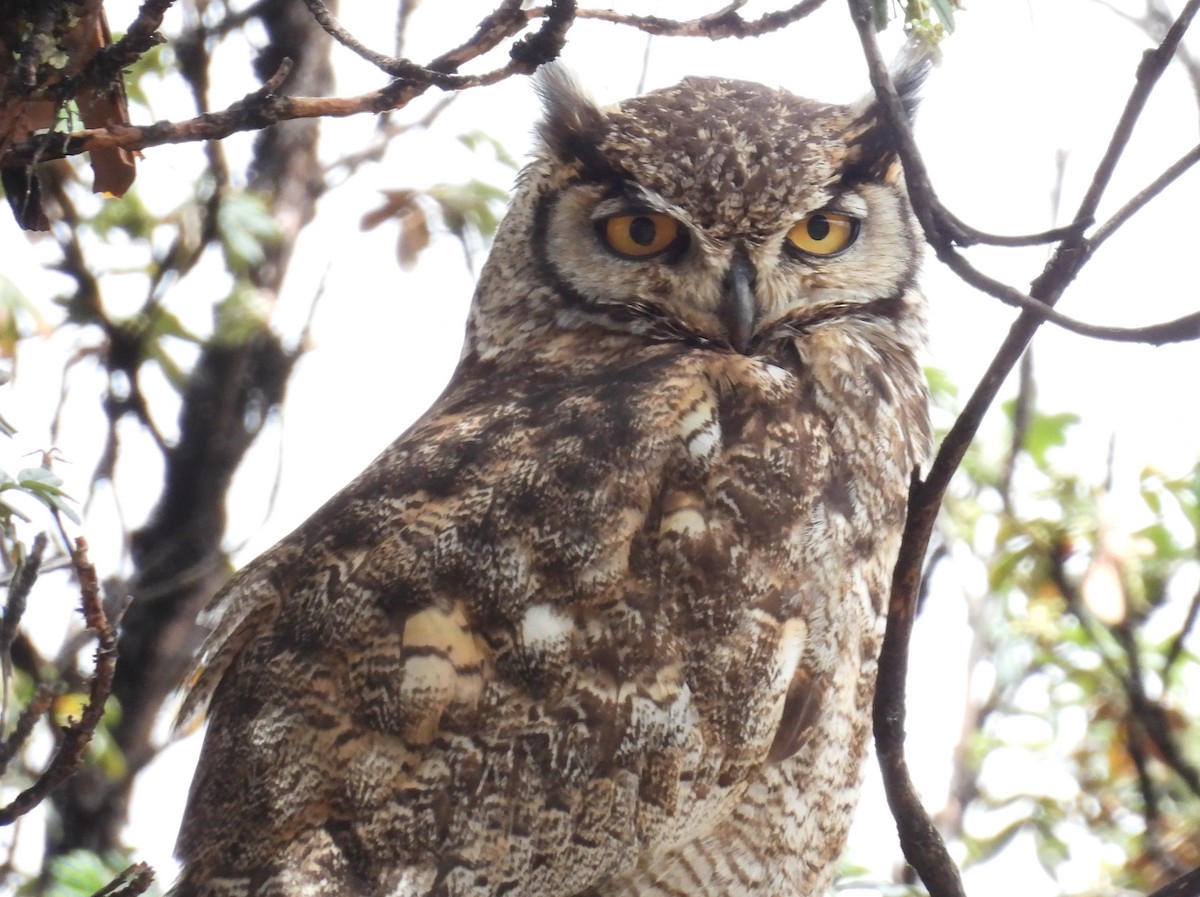 Lesser Horned Owl - ML646328983