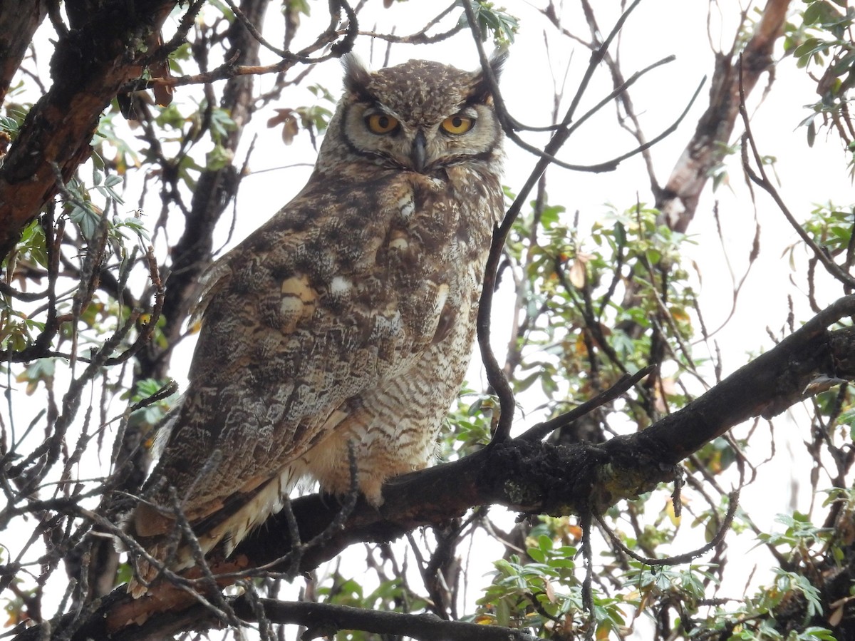 Lesser Horned Owl - ML646328984