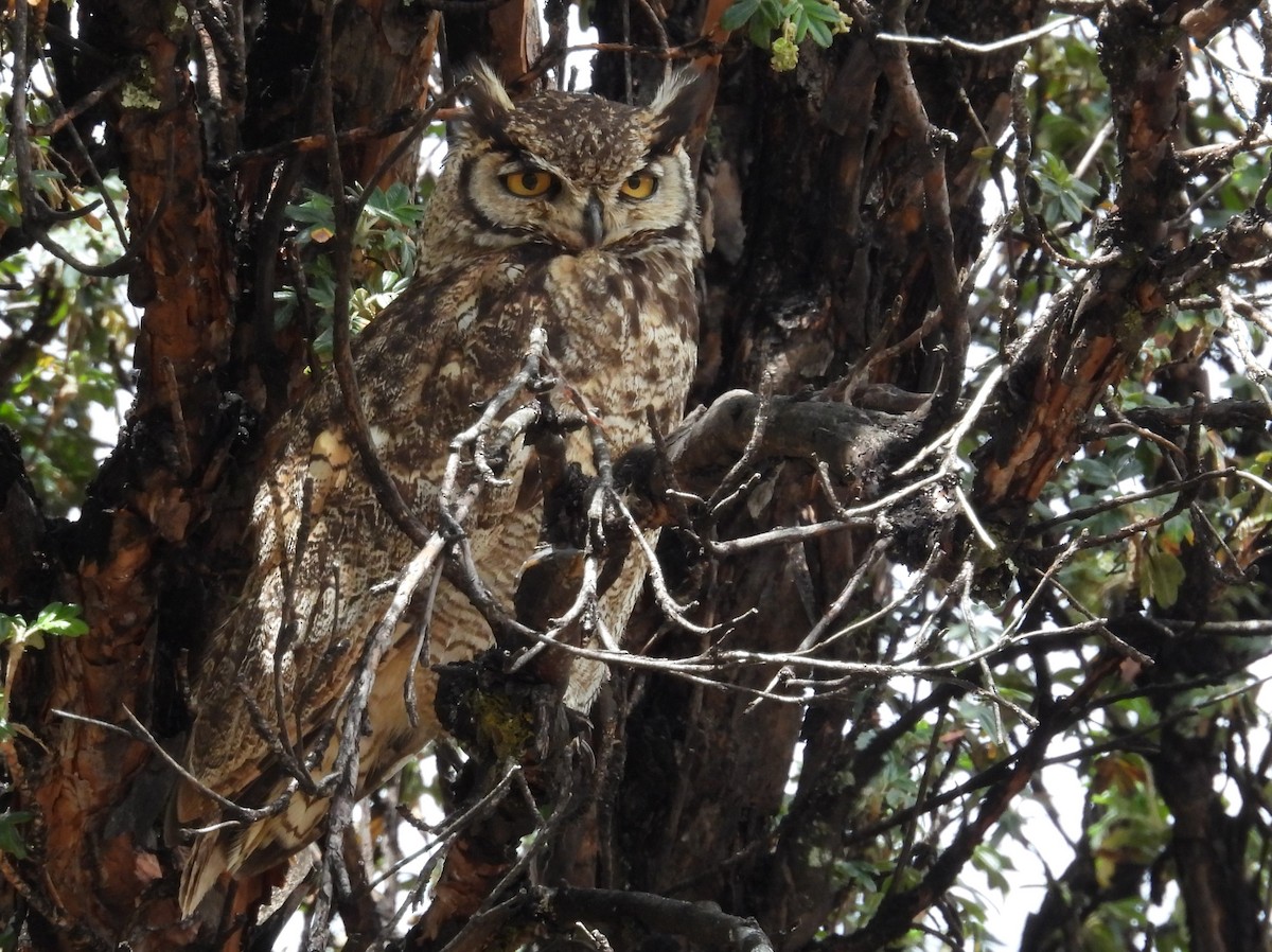 Lesser Horned Owl - ML646328985