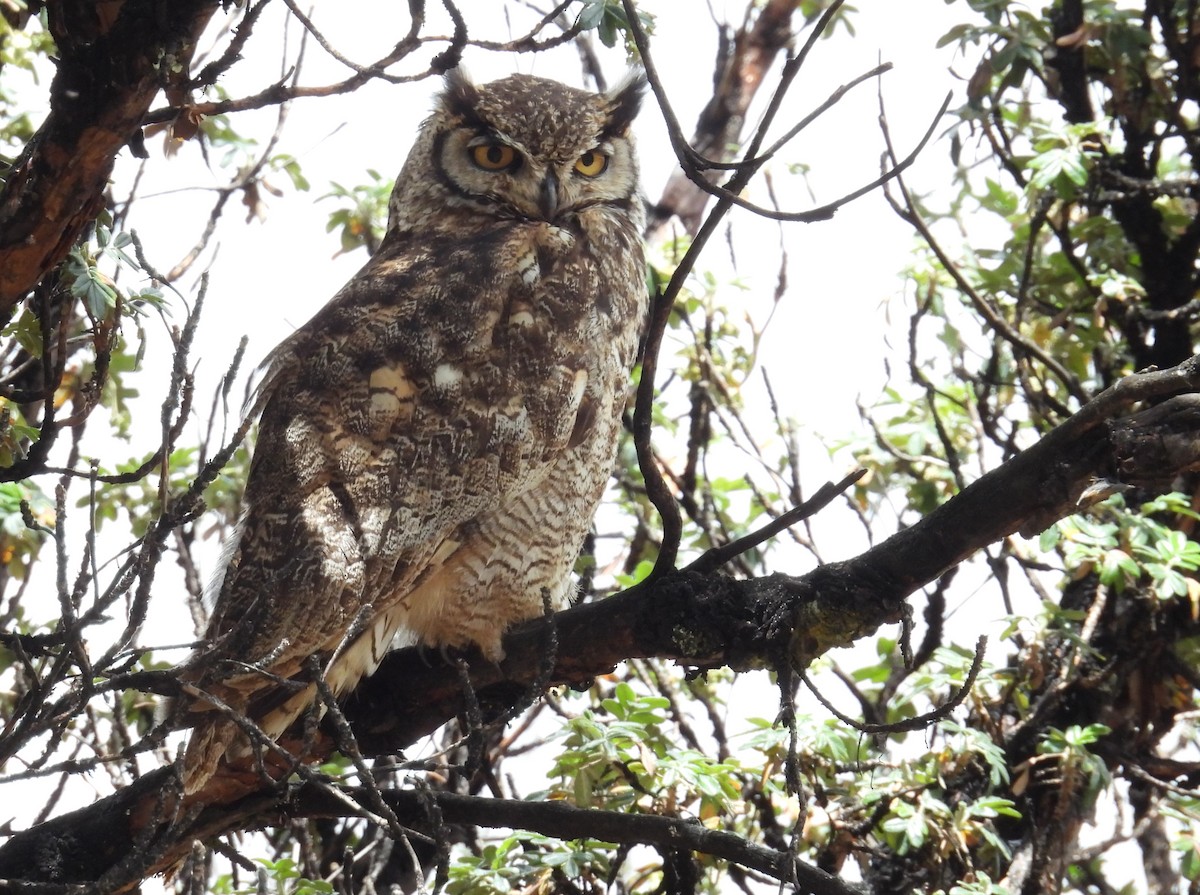 Lesser Horned Owl - ML646328987