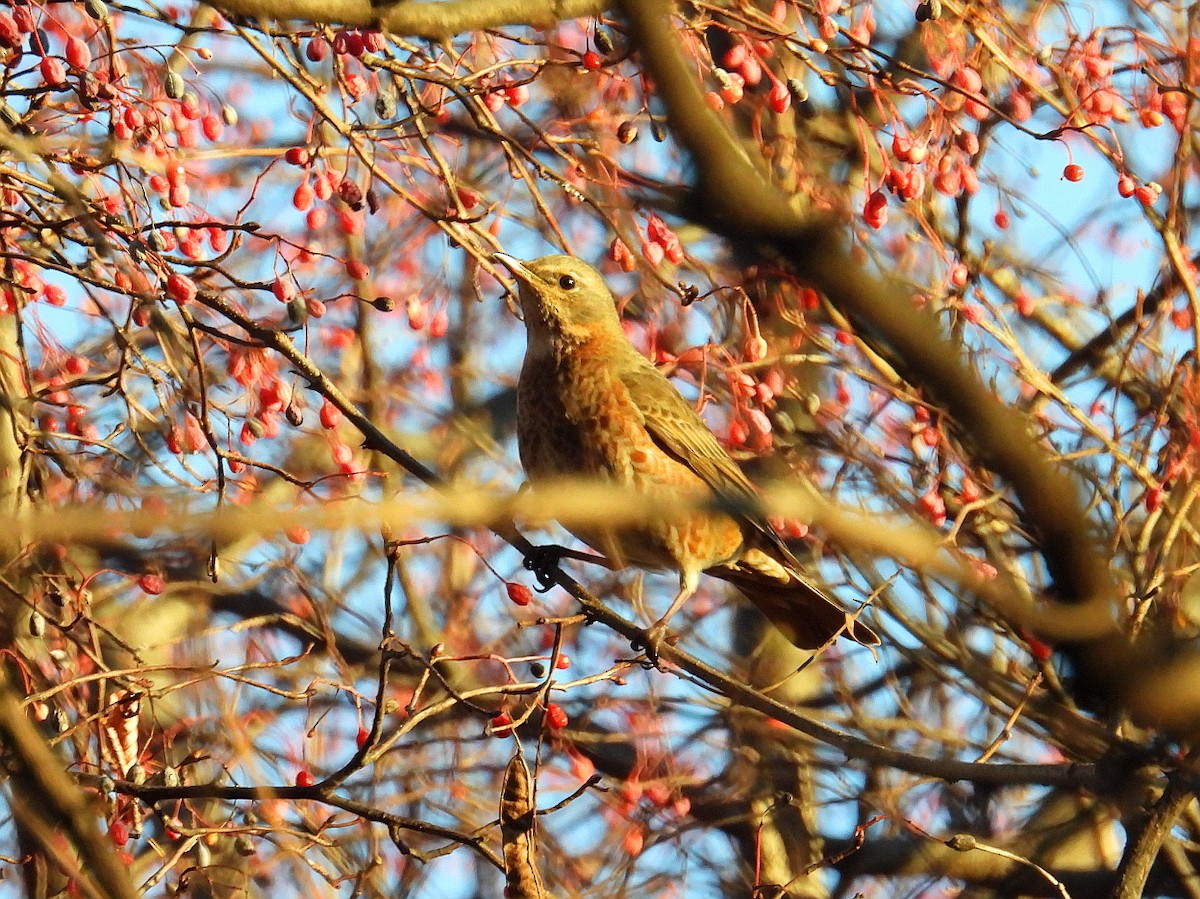 Naumann's Thrush - ML646328995