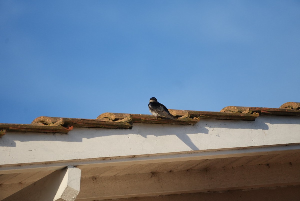 Gray-breasted Martin - ML646328997