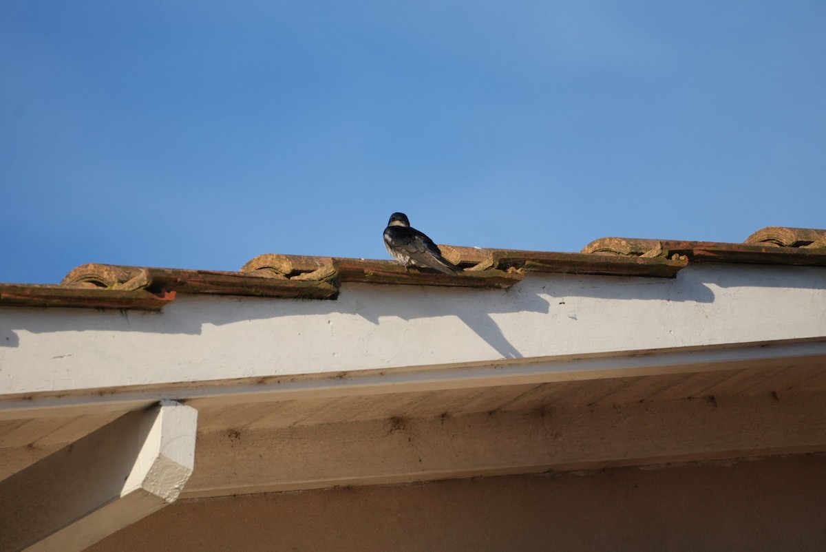 Gray-breasted Martin - ML646328999