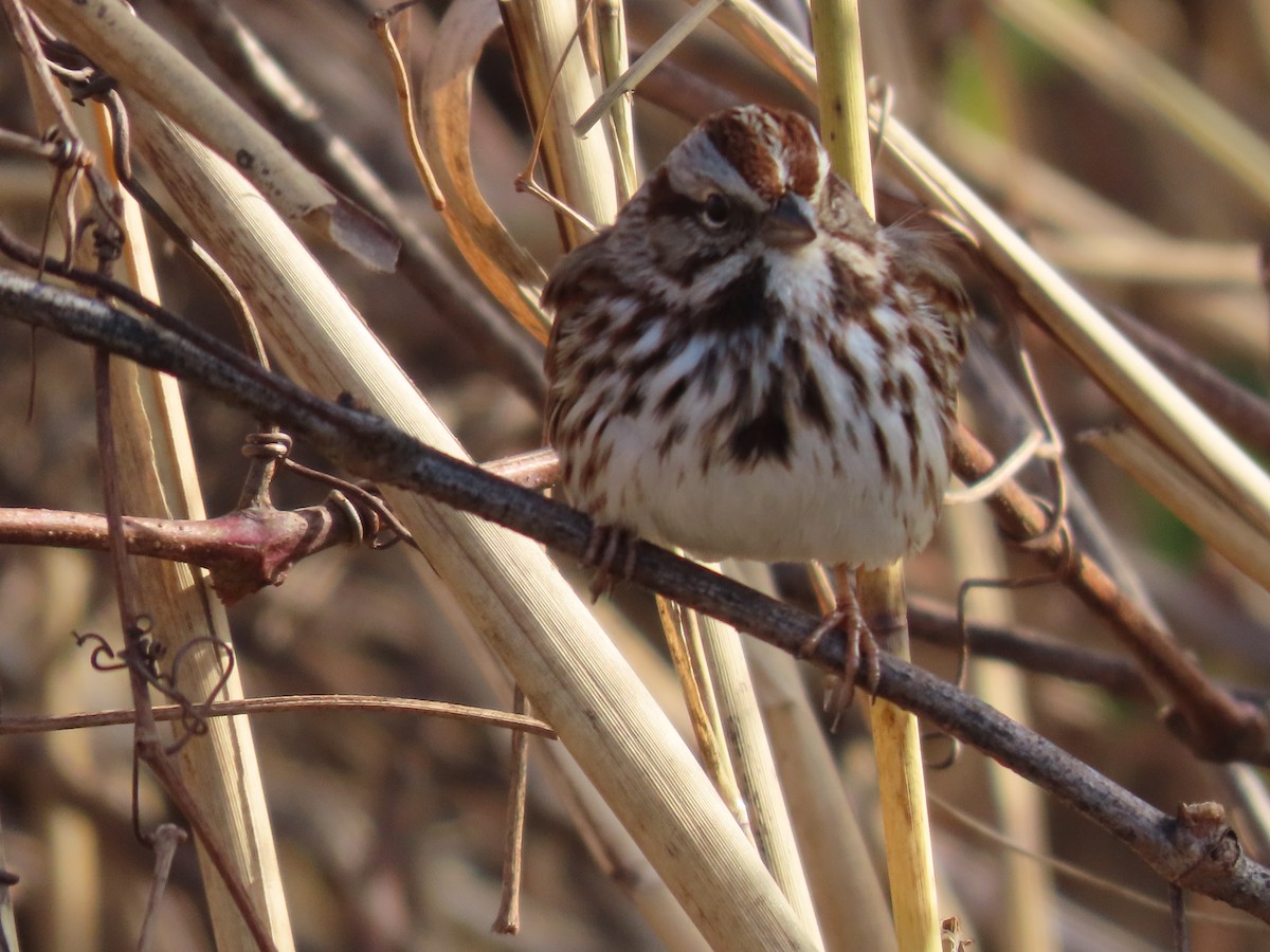 Song Sparrow - ML646329001