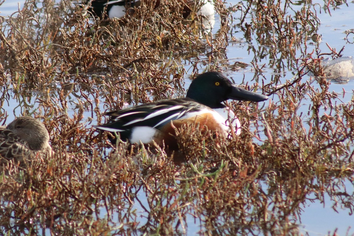 Mestolone - ML646329002