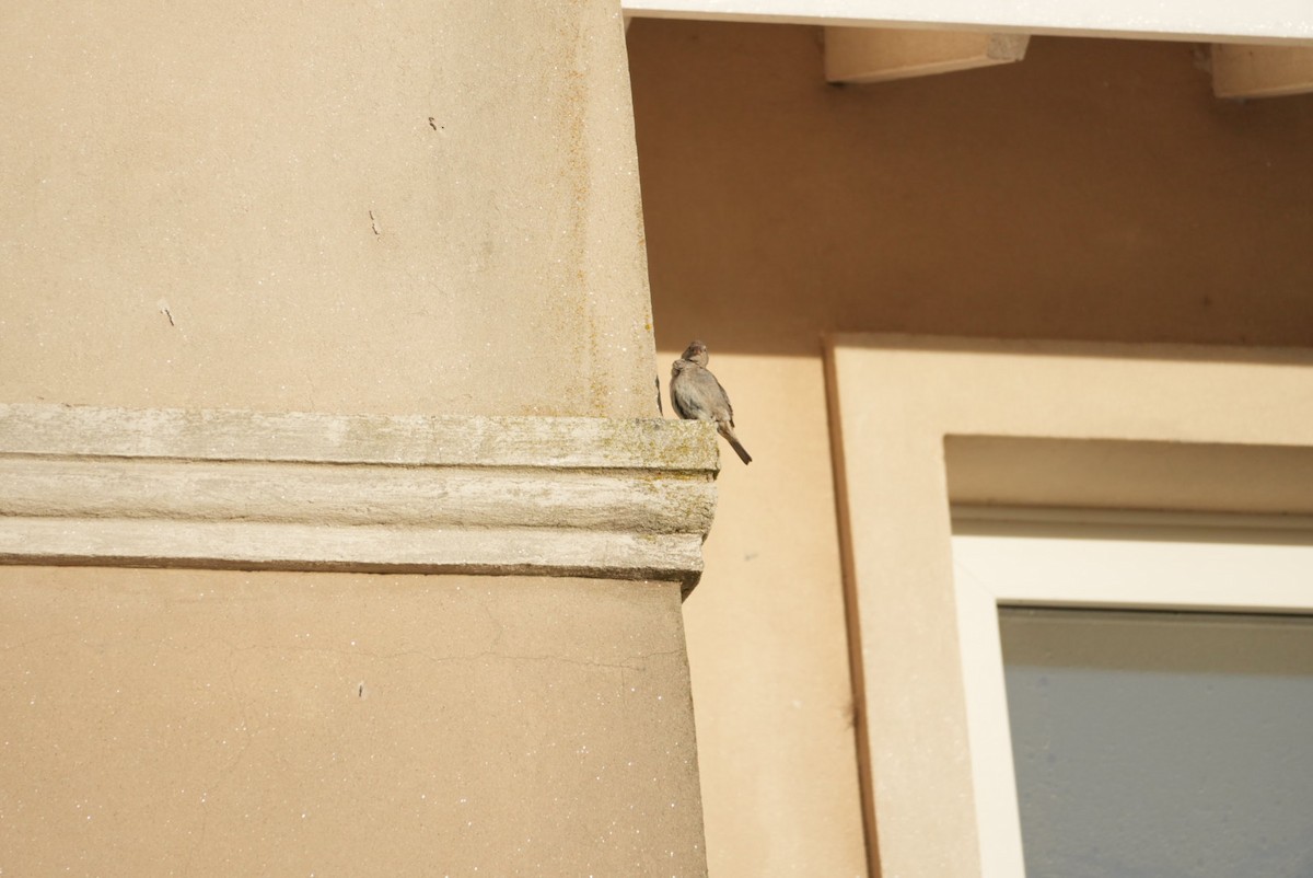 House Sparrow - ML646329003