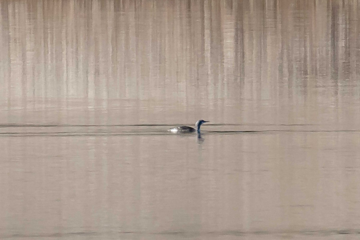 Plongeon catmarin - ML646329009