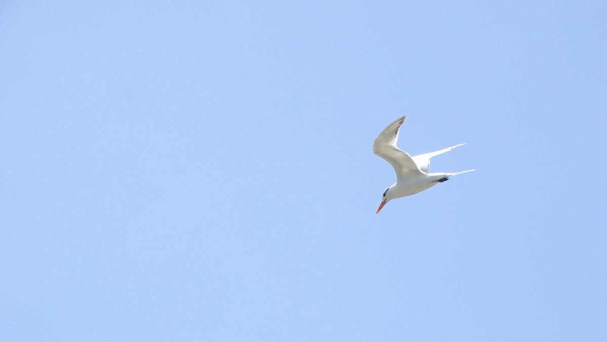 Royal Tern - ML646329015