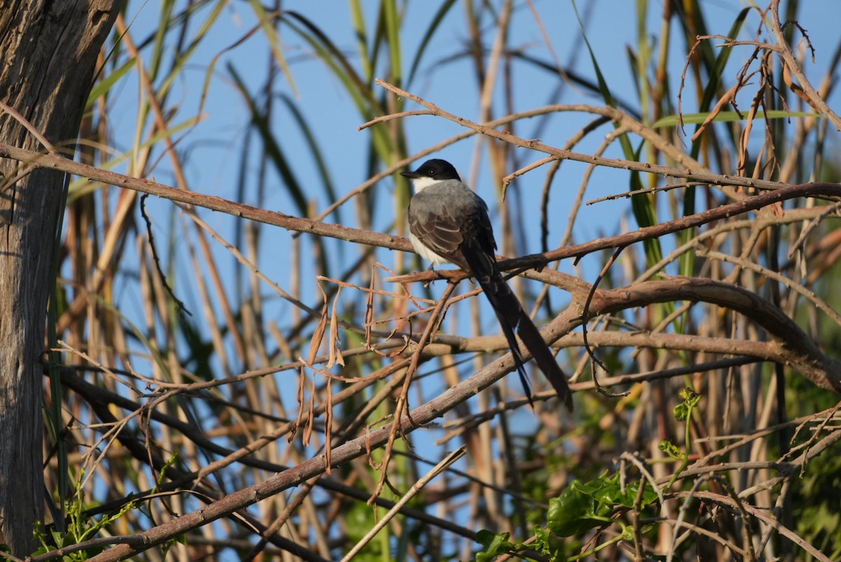 Fork-tailed Flycatcher - ML646329016