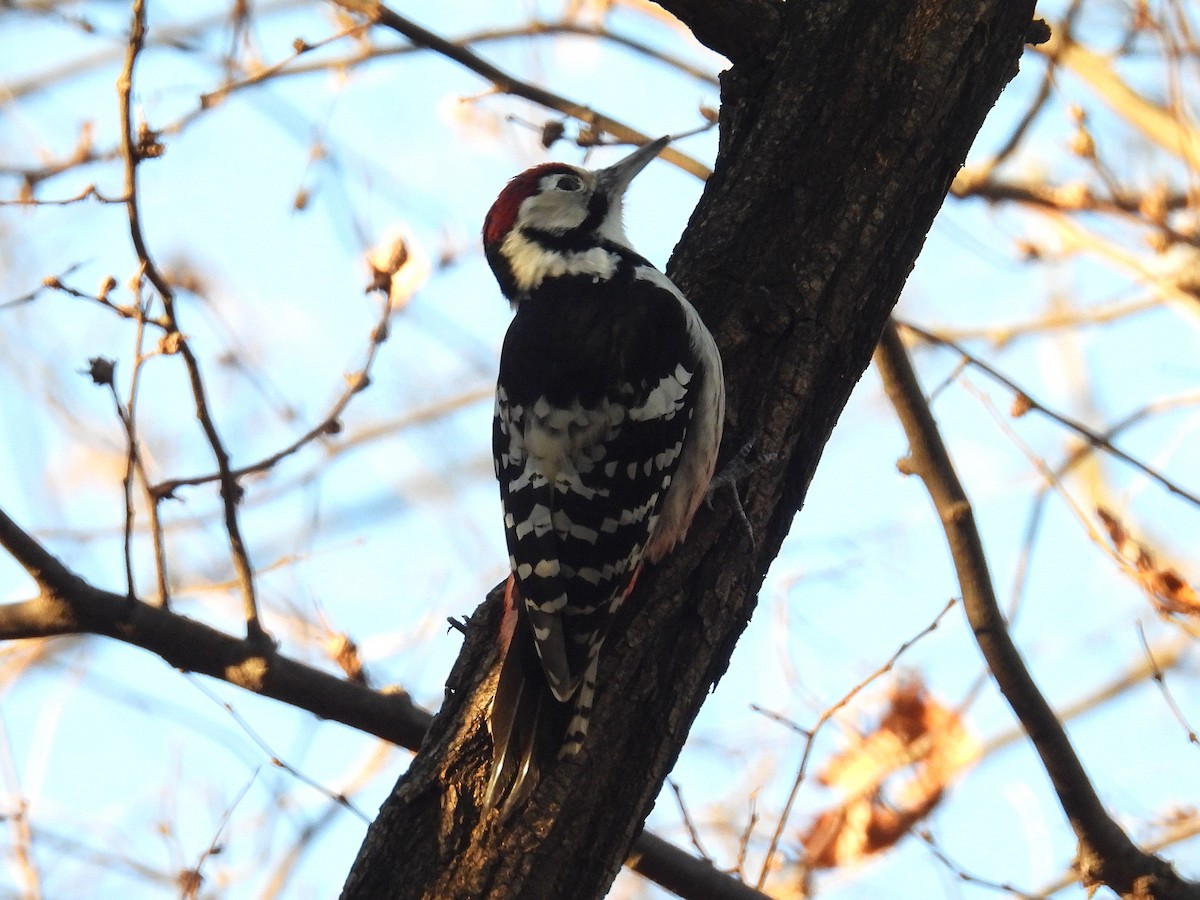 White-backed Woodpecker - ML646329018