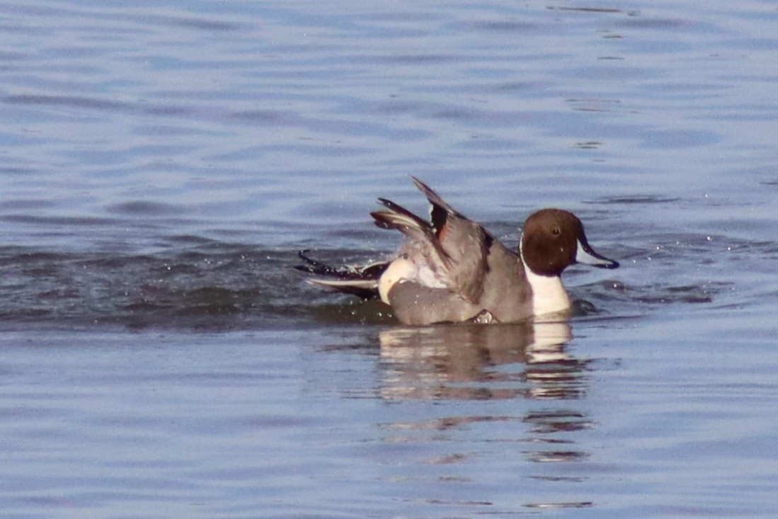 Northern Pintail - ML646329021